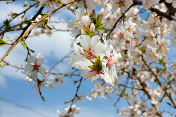 Flowers of the cherry blossoms against the blue sky
