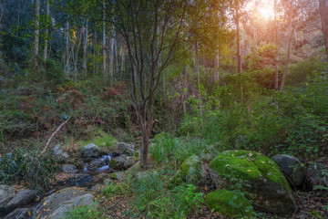 We come autumn in the forest, Monchique. Portugal, Algarve.