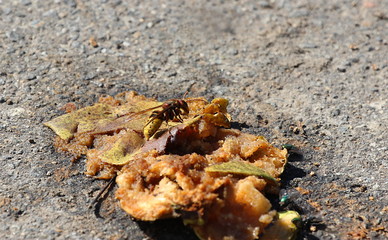 Hornisse frißt an einem faulen Apfel Vespa crabro