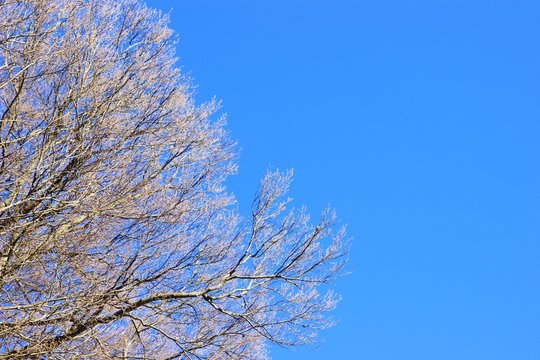 Tree branches and blue sky