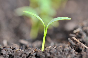 gros plan sur plantules en terre