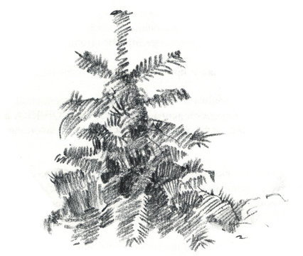 Pine trees / Christmas trees realistic hand drawn with charcoal