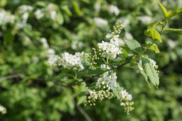 Spring background bird cherry