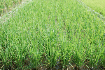 Vintage filter : Rice field soft focus