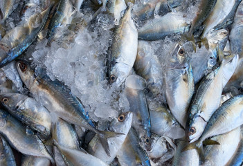 Fresh fish