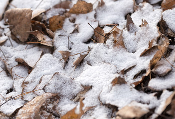 Dry Leaves and Snow