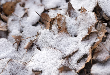 Dry Leaves and Snow