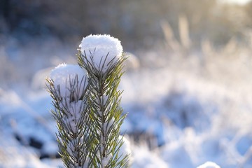 Conifer branches in the snow