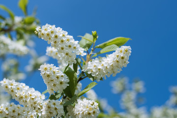Spring background bird cherry
