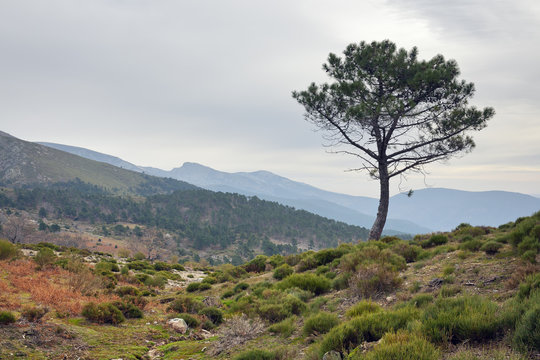 Sierra de Gredos. Avila
