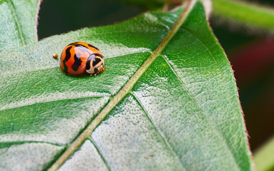 Beautiful Ladybug