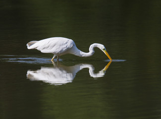 Great white heron during hunting