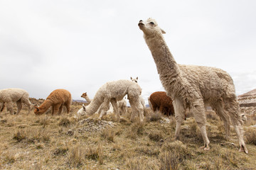 lamas in Andes,Mountains, Peru
