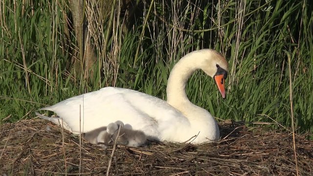 swan with cygnets in the nest