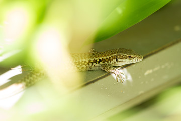 Lézard