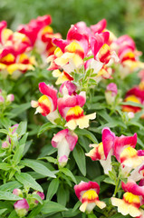 Snapdragon flower (antirrhinum) in the garden