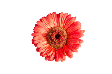 Red gerbera flower isolated on white background