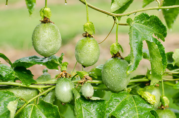Green passion fruit hang on vine
