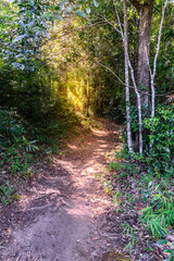 Obraz premium Nature trail for cycling and walking in Phu Kradueng national park, Loei, Thailand.