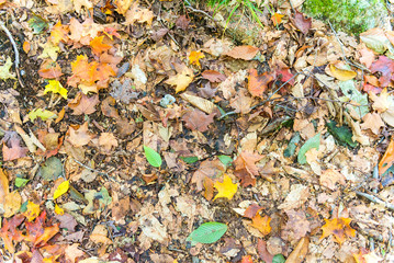 Autumnal landscape. Leaves and trees background, red foliage