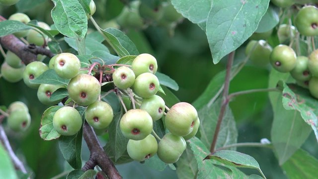 Zierapfel in der Natur