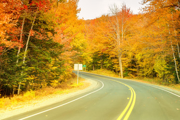 Fototapeta premium Autumnal landscape. Leaves and trees background, red foliage