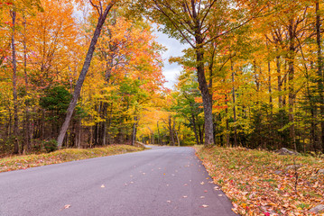 Obraz premium Autumnal landscape. Leaves and trees background, red foliage