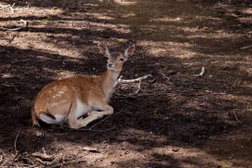 Deer animal lie on ground photo