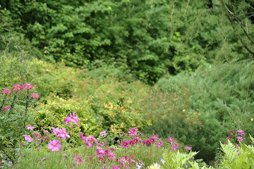 Green background  with flowers in the foreground.