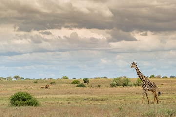 Eine Giraffe in der weiten Landschaft der Savanne.