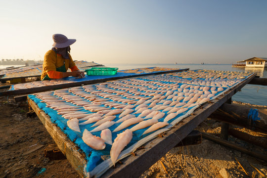 workers dry salted fish under the sun during the daylight in tha