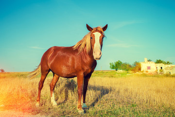 Portrait of horse outdoors on the meadow