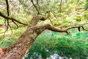 Fototapeta na wymiar Beautiful tree branches over lake water