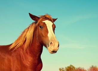 Obraz na płótnie Canvas Portrait of horse outdoors