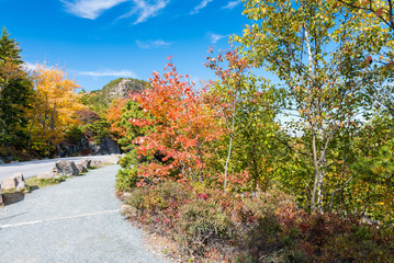 Autumnal landscape. Leaves and trees background, red foliage