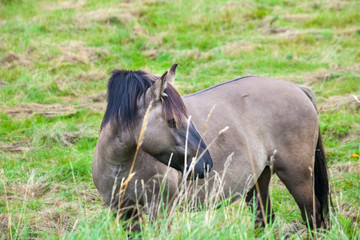 Fototapeta premium wild horse on the meadow