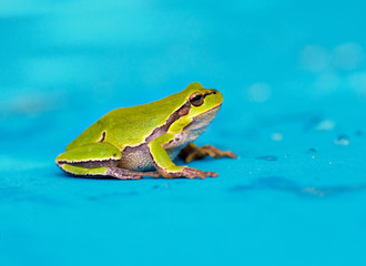 Green frog on wet blue background