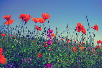 Fototapeta na wymiar Poppy flowers against the sky