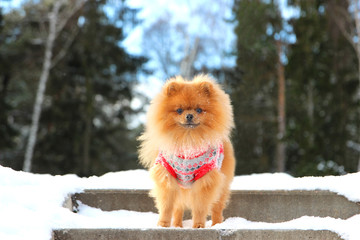 Pomeranian dog standing in snow. Winter dog. Spitz