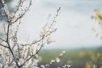 Abstract spring background with vintage toning on the texture of the old paper