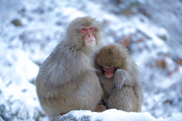 Snow Monkey at Jigokudani Onsen in Nagano, Japan 