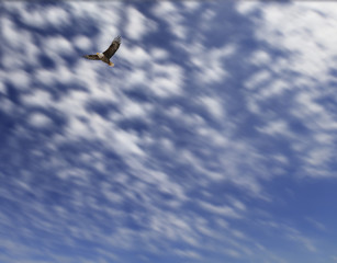 eagle flying throug a sky with clouds