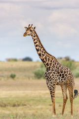 Naklejka na ściany i meble Portrait einer Giraffe im Tsavo East National Park