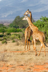 Zwei Giraffen in der weite der Landschaft von Kenia.