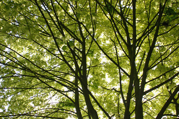 Looking up at tree canopy