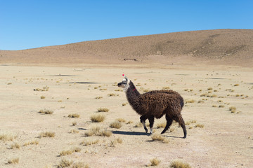 One single llama on the Andean highland in Bolivia