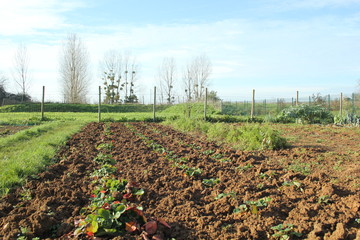 hortaliza