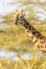 Naklejka premium Portrait eines Giraffenkopfes