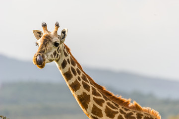 Portrait einer Giraffe die mit ihrer Zunge in der Nase hängt.