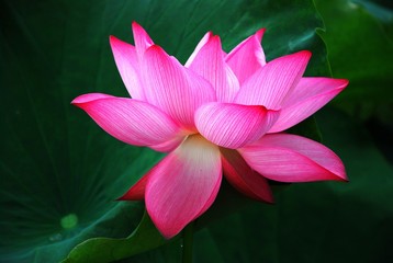 Lotus en fleurs